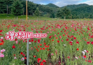 5월에 인기좋은 전국축제