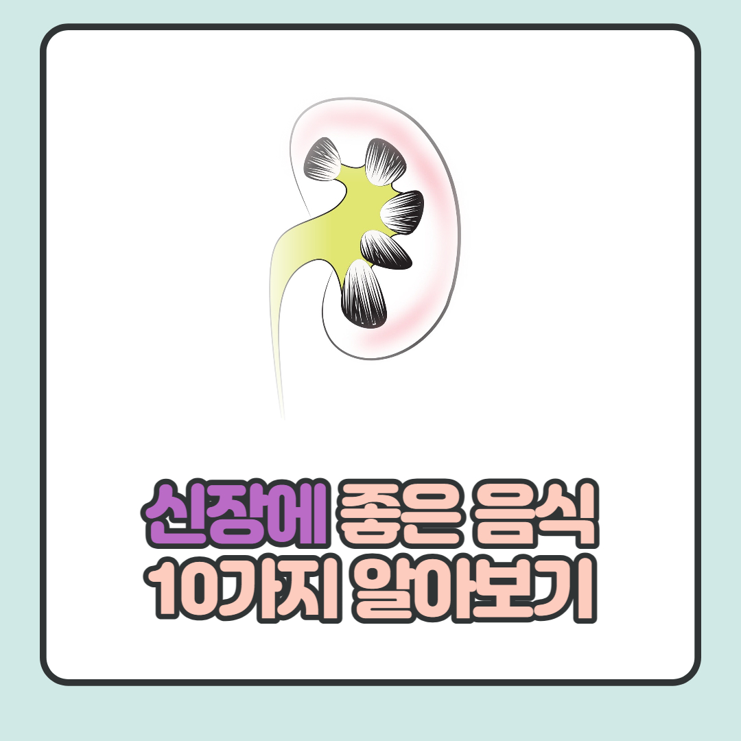  신장에 좋은 음식 10가지 및 효능 알아보기