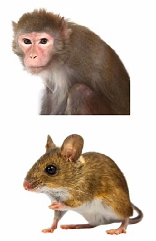 설치류-원숭이와-쥐