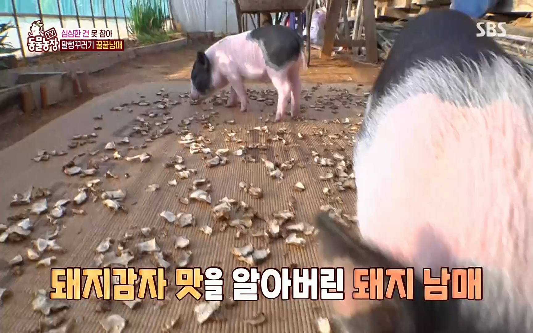 TV 동물농장.E1069.220515p.H264-F1RST.mp4_20220515_181245.742.jpg
