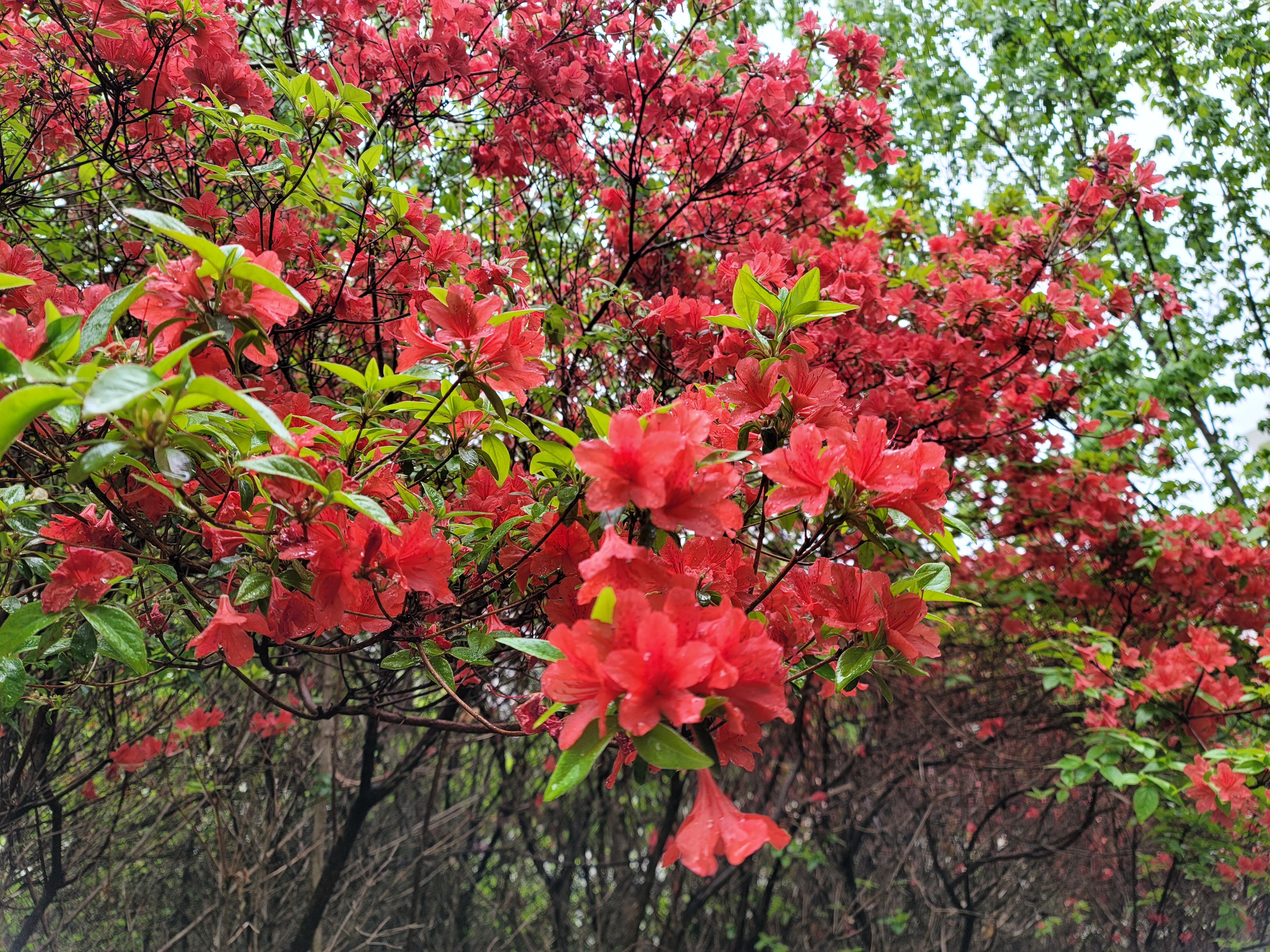 산철쭉 화단접대 19