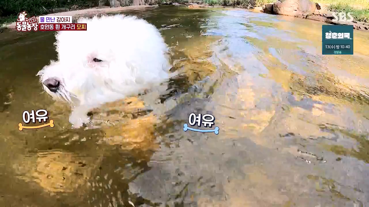 TV 동물농장.E1137.230911p-NEXT.mp4_20230910_183200.319.jpg