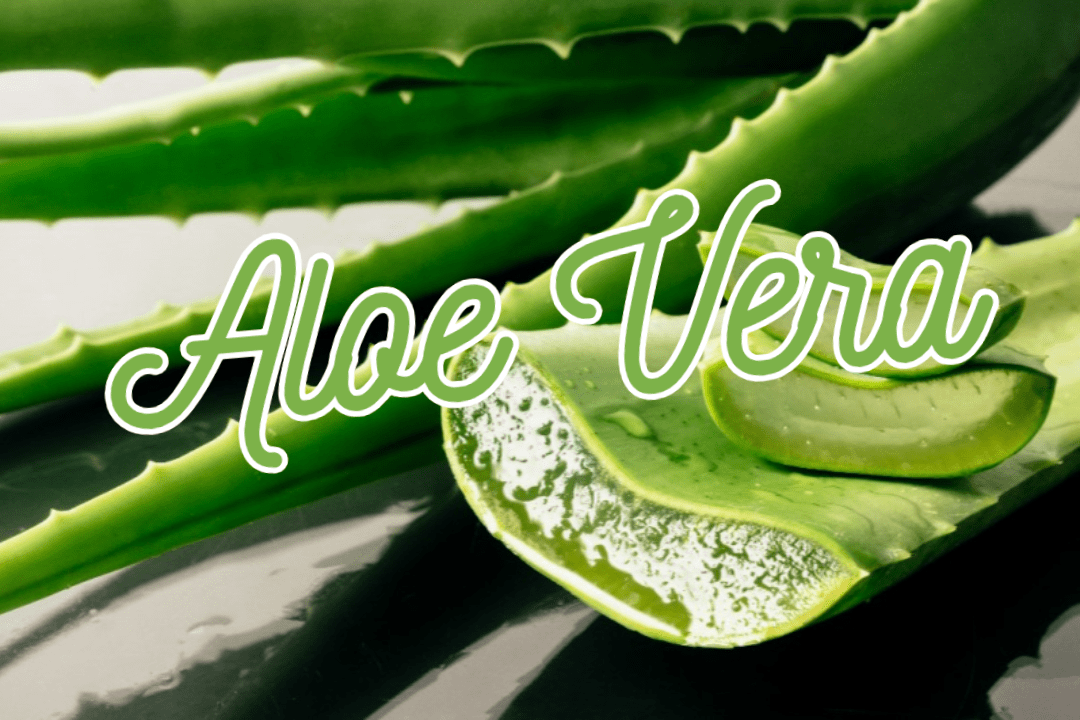 Aloe vera