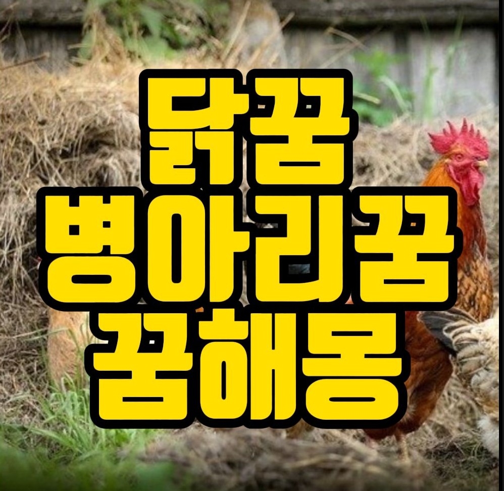  [꿈해몽] 닭보는꿈, 장닭꿈, 수탉이우는꿈, 암탉꿈, 병아리꿈,달걀꿈 관련 꿈풀이 40선