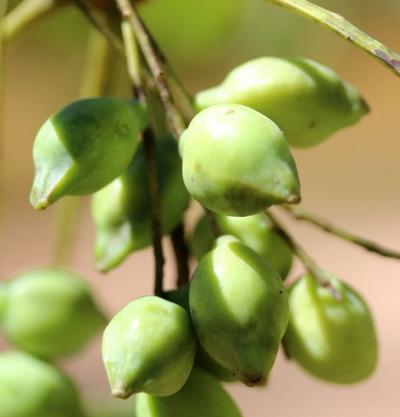 카카두플럼 열매
