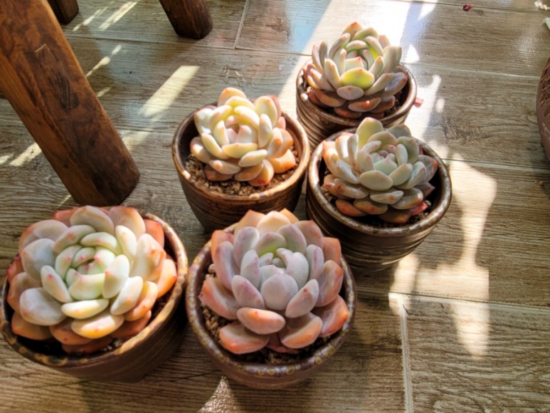 오렌지 먼로 겨울 염소 여름잎 정리 다육 식물 키우는 법 종류명, 8