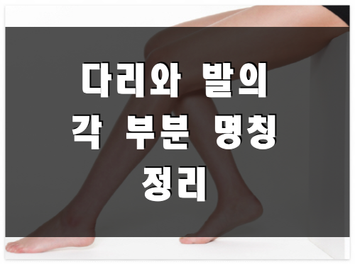  [신체부위 명칭] 다리와 발의 각 부분 명칭 (영어명칭 포함)