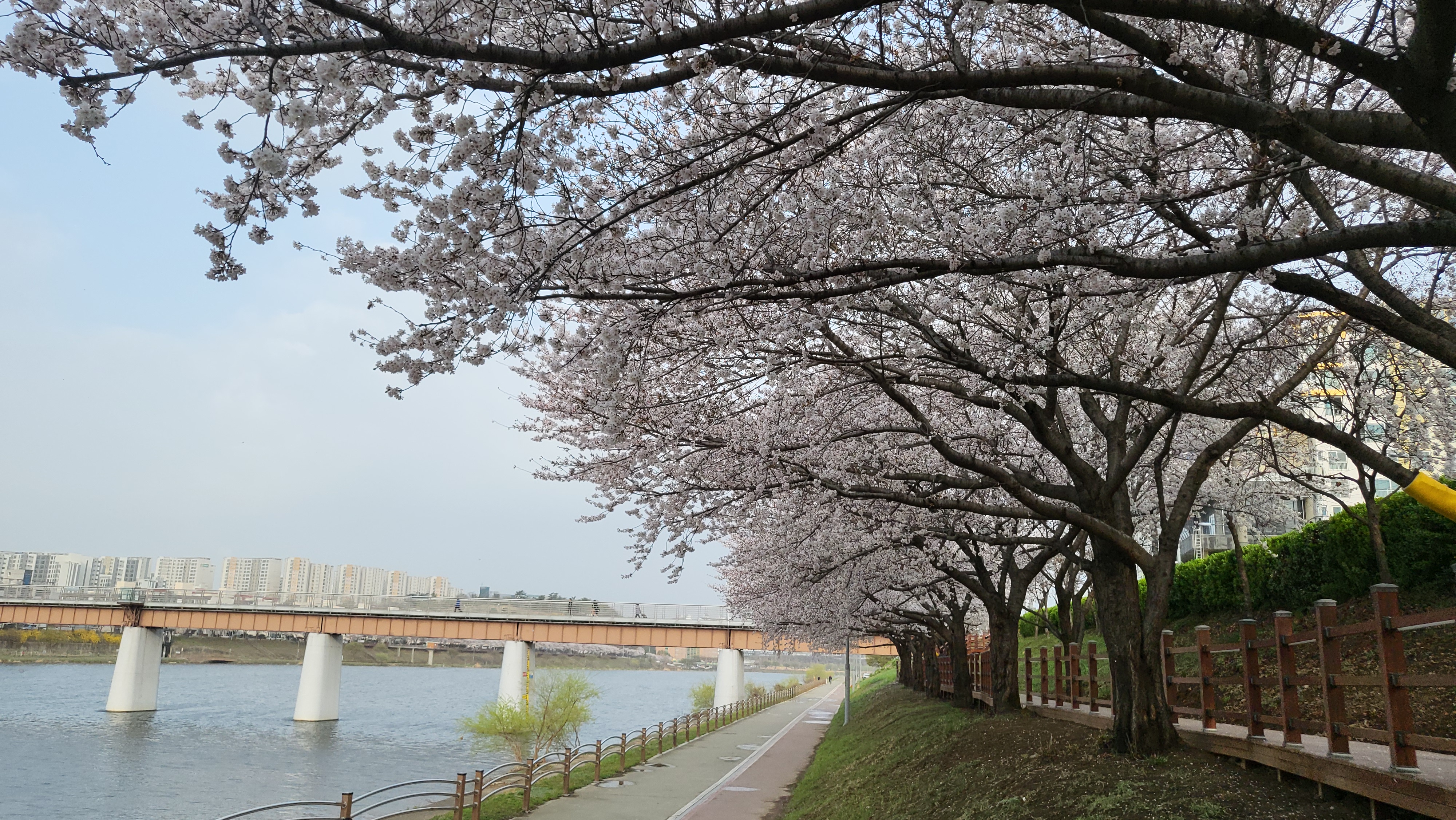 대구 벚꽃밭 2