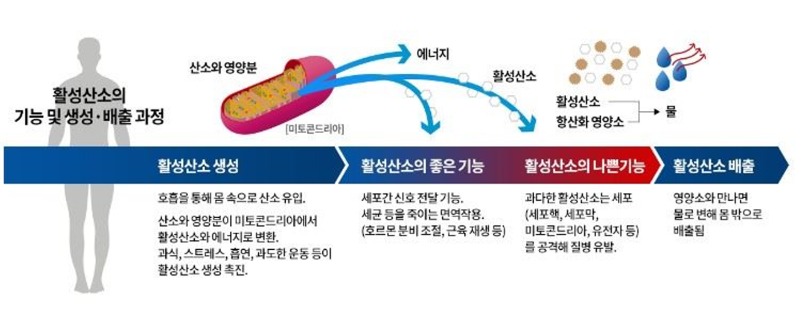 글루타치온 글루타티온 glutathione 영양제 항산화 피부미백 이너뷰티 나우푸드 GSH 아세틸 리포좀