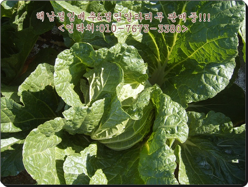 김장 배추 구입은 해남장아찌농원에서 주문하세요! 해남 절임배추로 담근 김치를 즐겨보세요