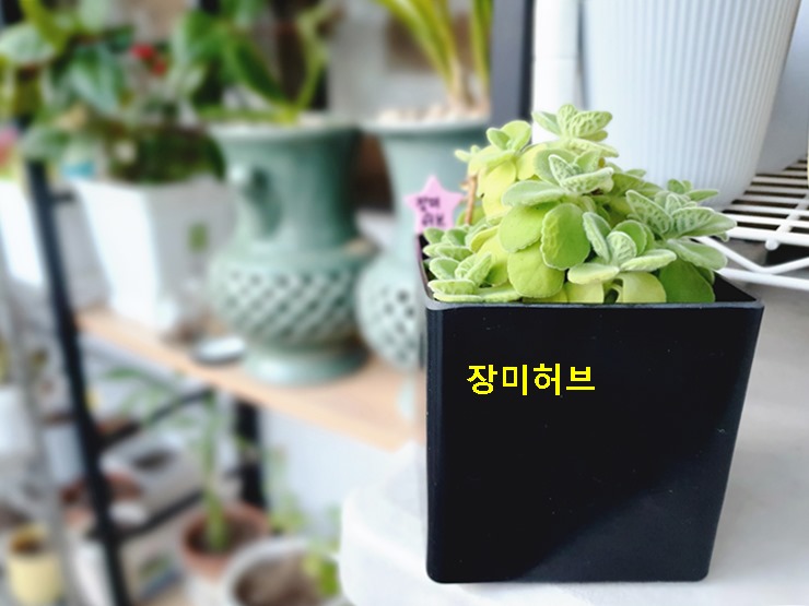 장미허브