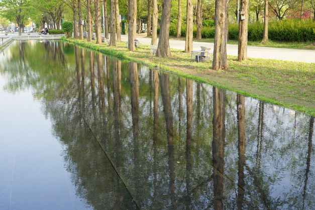 거울연못 물에 반영된 메타세쿼이아 나무들&#44; 두 줄 종대&#44;