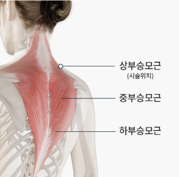 등 운동(Back Workout)에 대한 모든 것&#44;