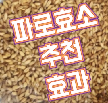 파로효소-효능