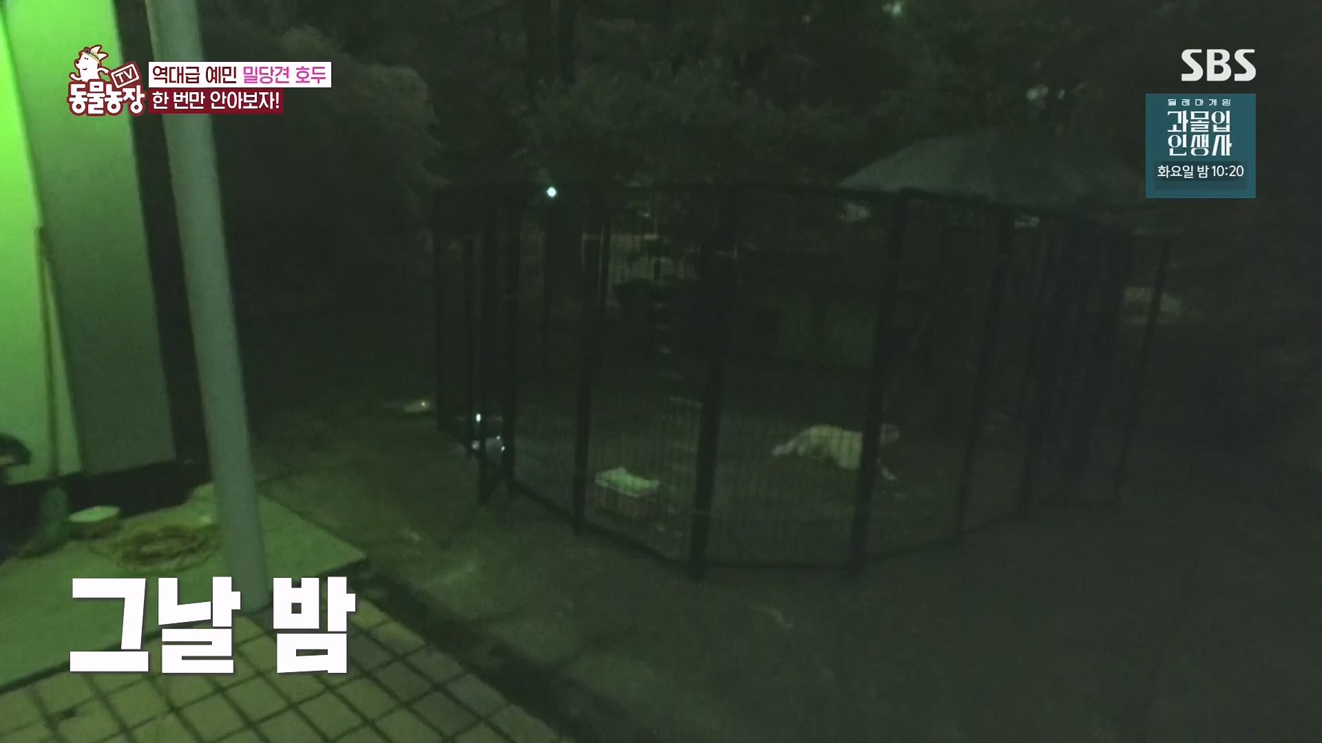 TV 동물농장.E1136.230903p.H264-F1RST.mp4_20230903_180348.147.jpg