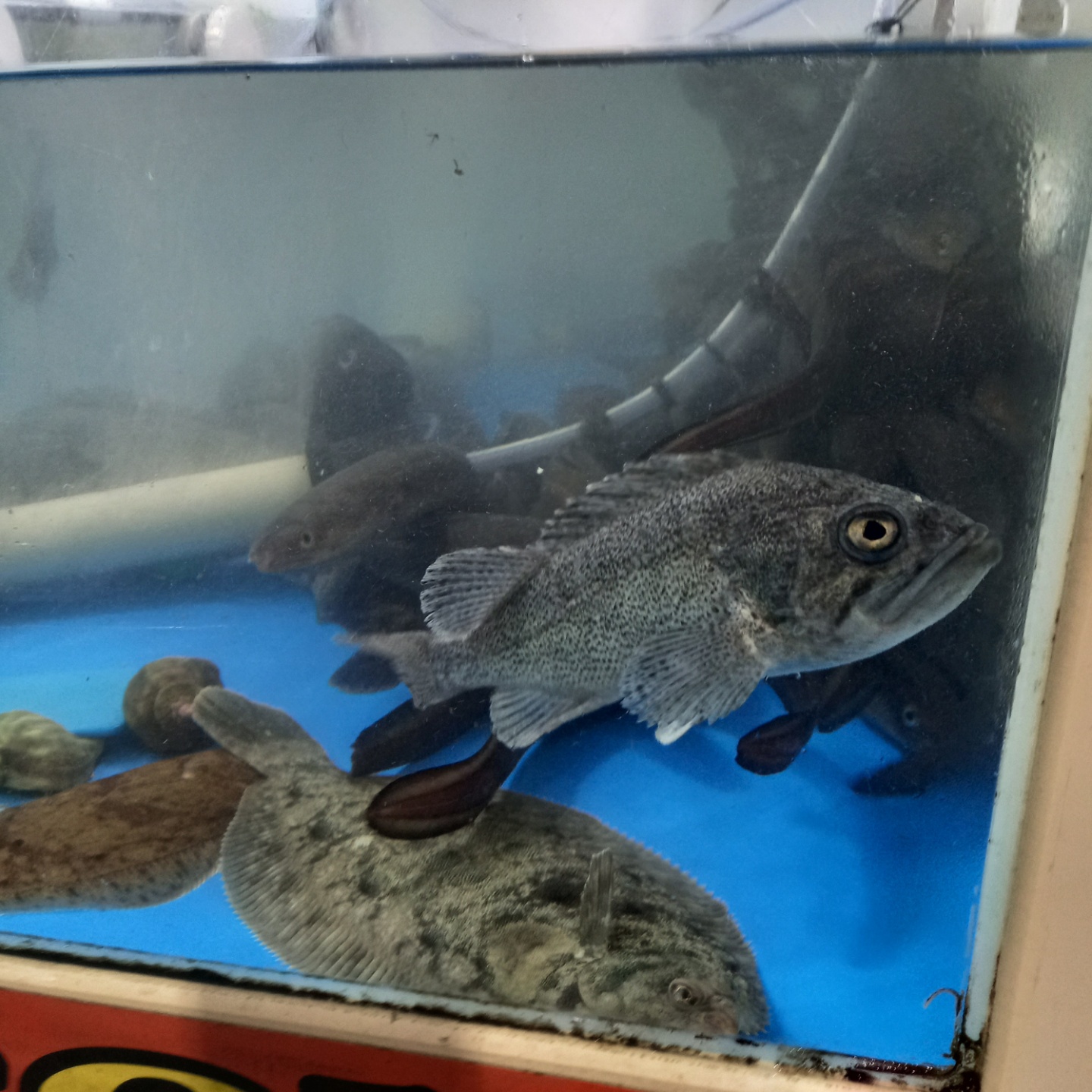 영덕 강구시장