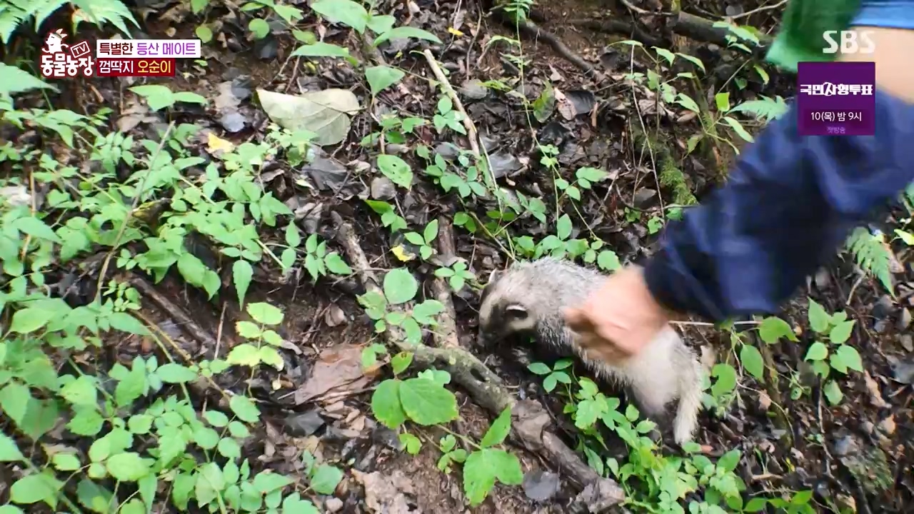 TV 동물농장.E1132.230807p-NEXT.mp4_20230806_164226.369.jpg