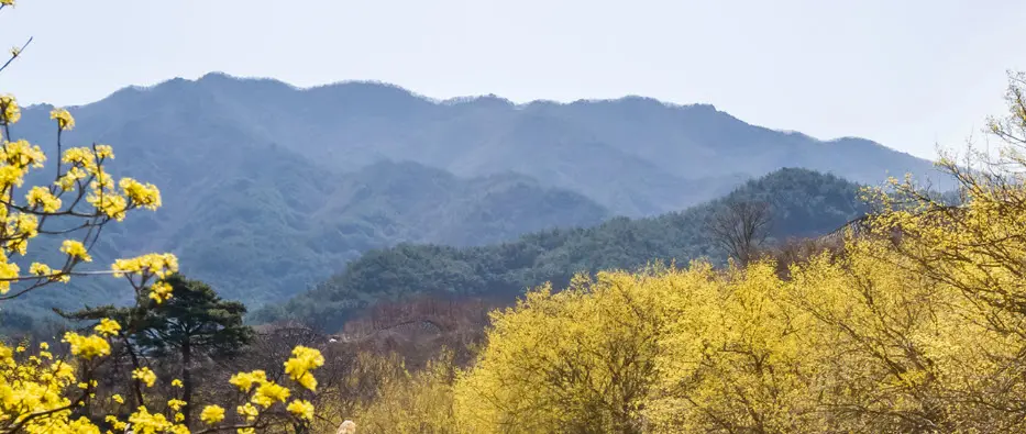 산수유꽃축제