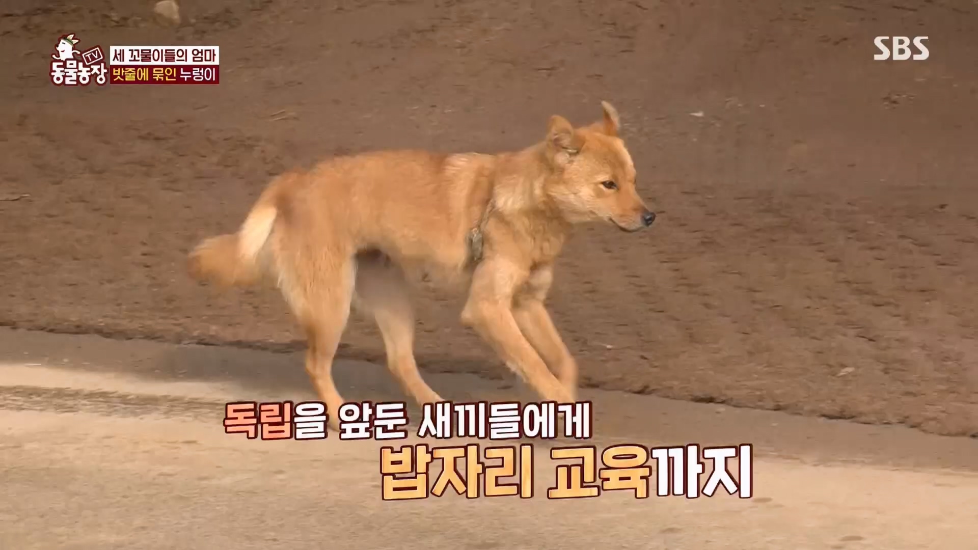 TV 동물농장.E1159.240218p.H264-F1RST.mp4_20240218_170011.645.jpg