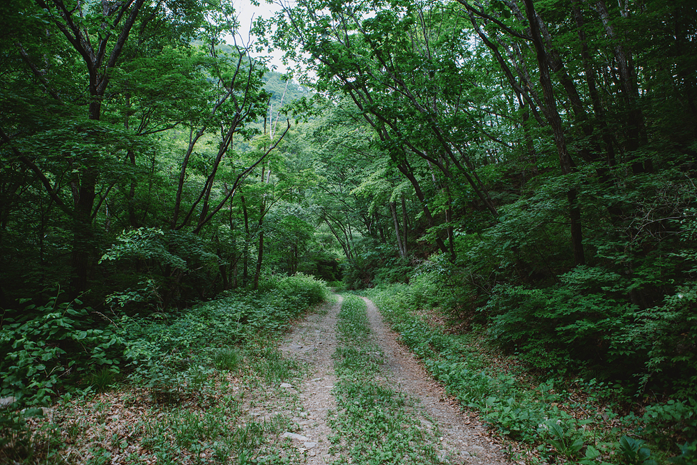숲이 우거진 산책로.
