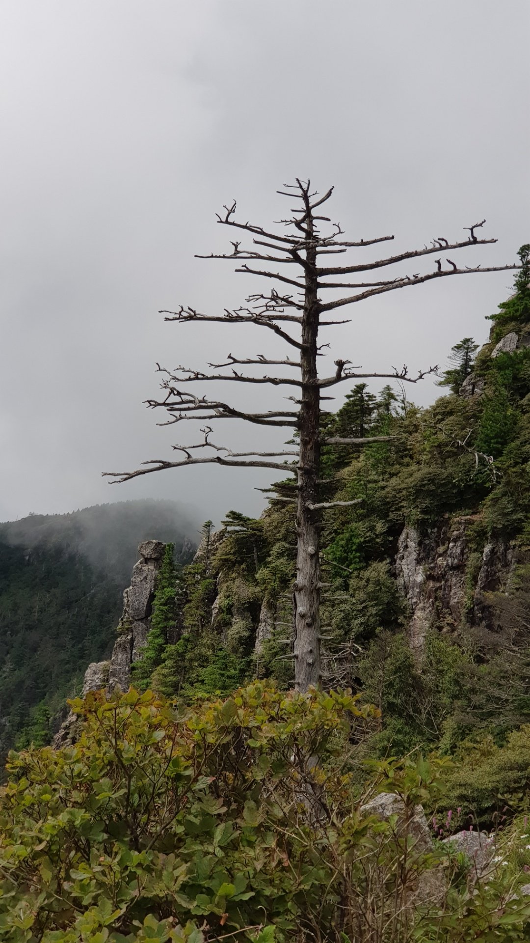 지리산 구상나무