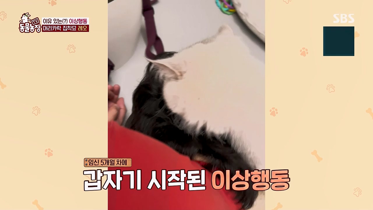 TV 동물농장 1189화 다시보기.ts_20240922_161940.756.jpg