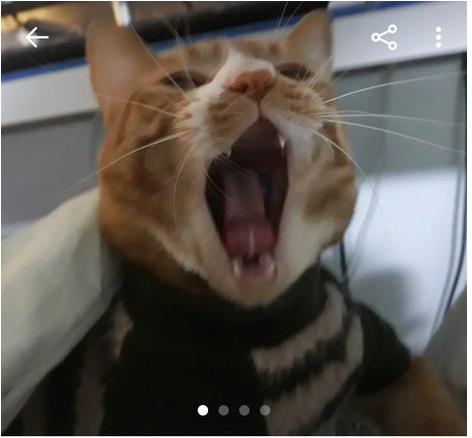  친구가 고양이 입히라고 줬는데