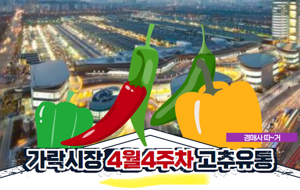  "경매사 따거"가 알려드리는 가락시장 고추 경매이야기(4월 4주차)