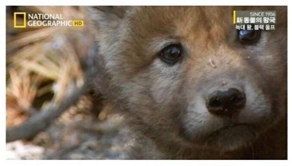  늑대왕 블랙울프. 떠돌이 검은 늑대의 사랑찾기