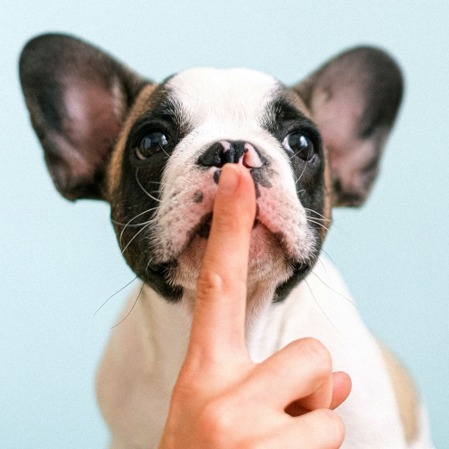 입 안의 강아지 인간 핑핑 이미지