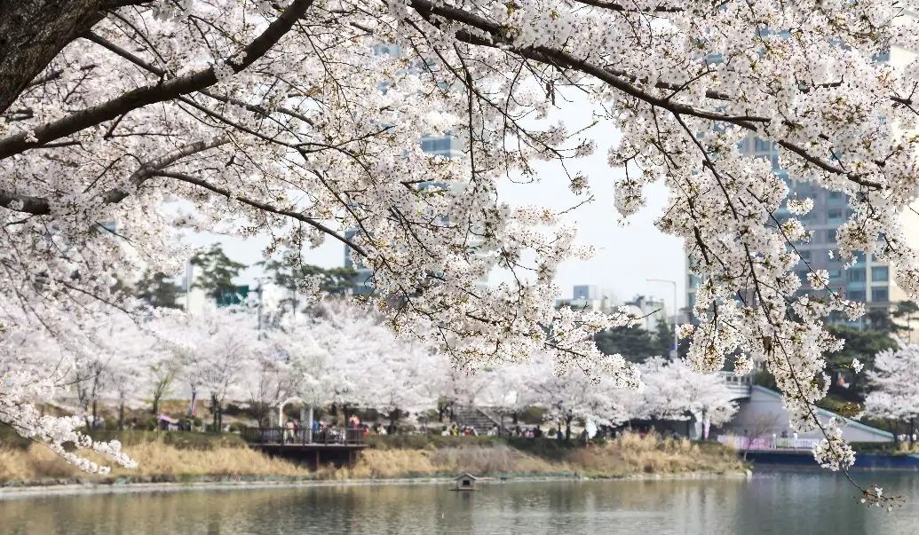 서울시-석촌호수-벚꽃