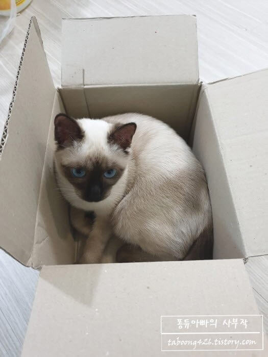 상자에서 쉬고있는 고양이