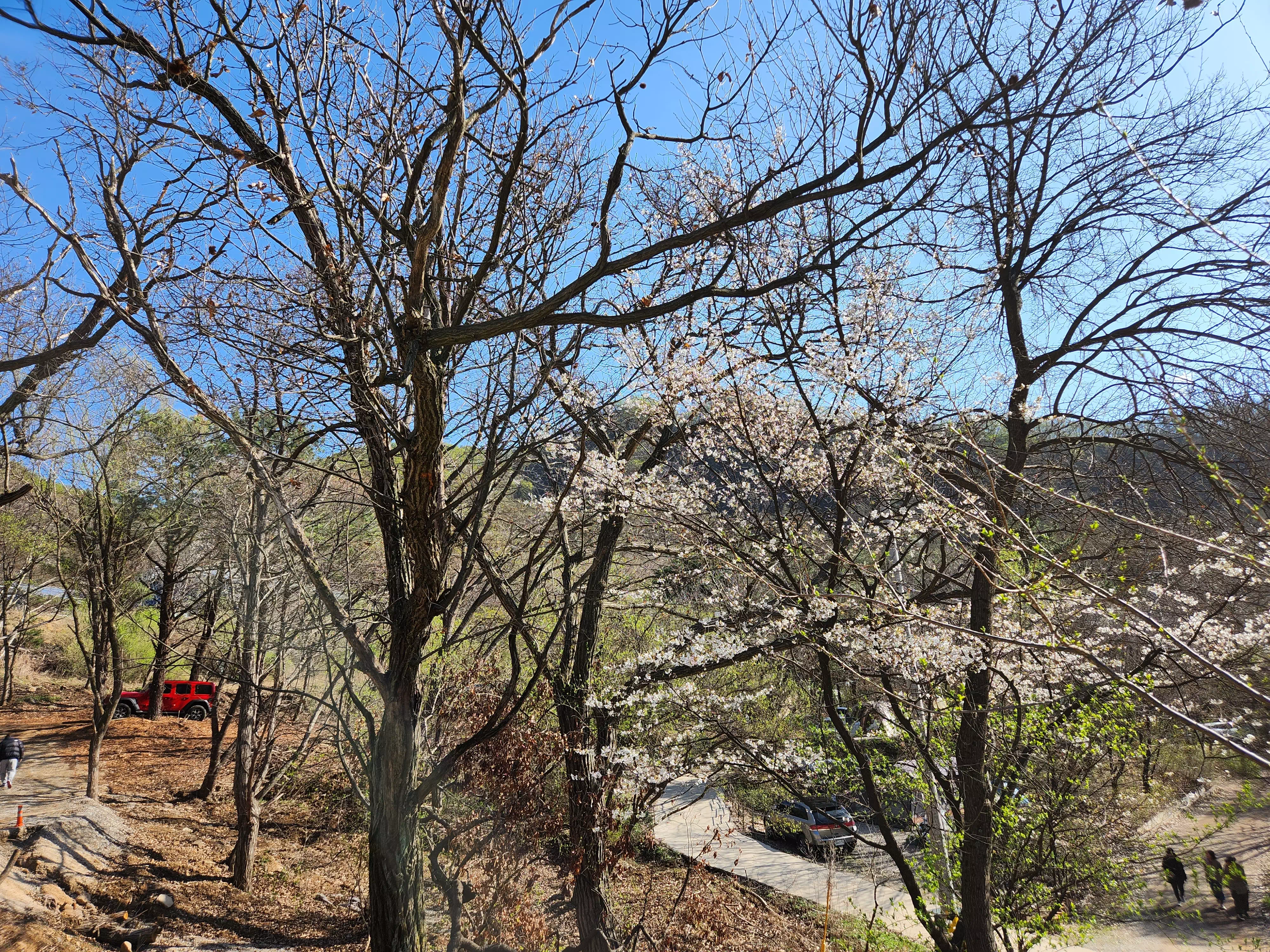 아직 벚꽃이 피어있는 캠핑장