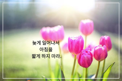 햇빛이 비치는 분홍색 튤립