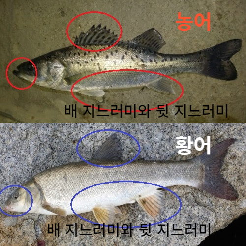 농어와 황어 구분법과 차이점