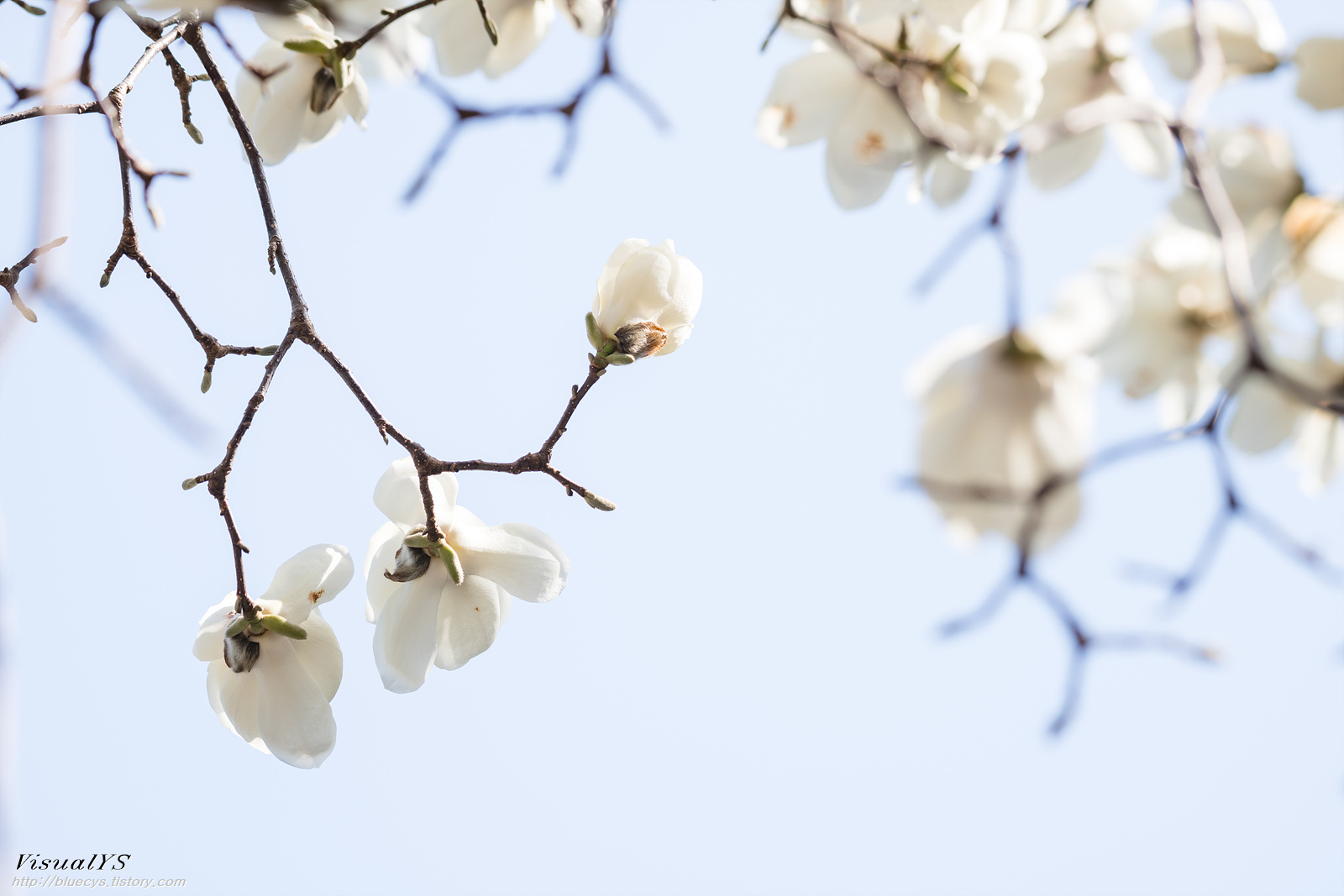 화려한 목련.. 20