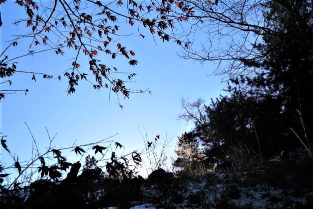 역광&#44; 언덕 숲으로 비치는 햇빛&#44; 푸른 하늘&#44;