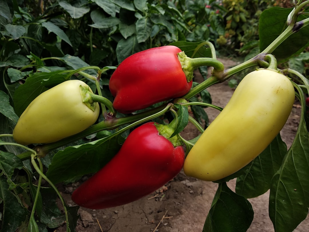 Pepper.
