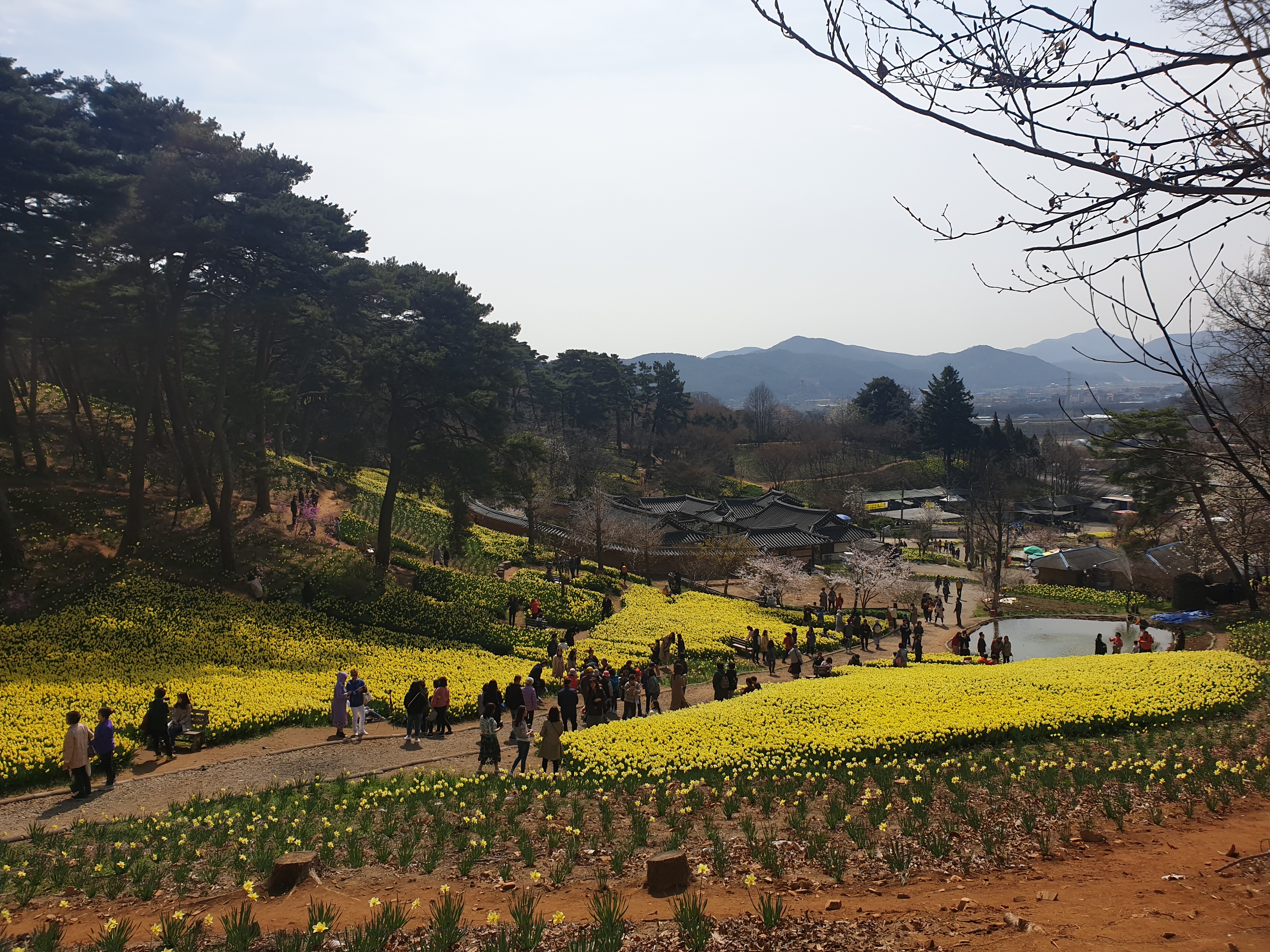 충남 서산 유기방가옥 수선화 축제