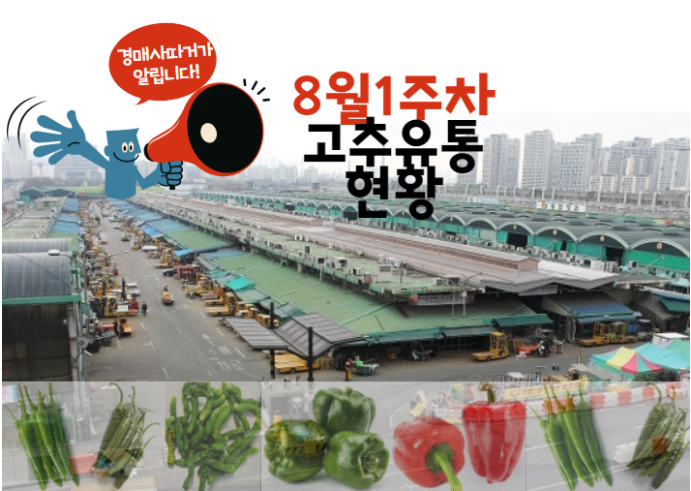  [경매사 주간보고] 가락시장 고추 경매이야기(8월 1주차)