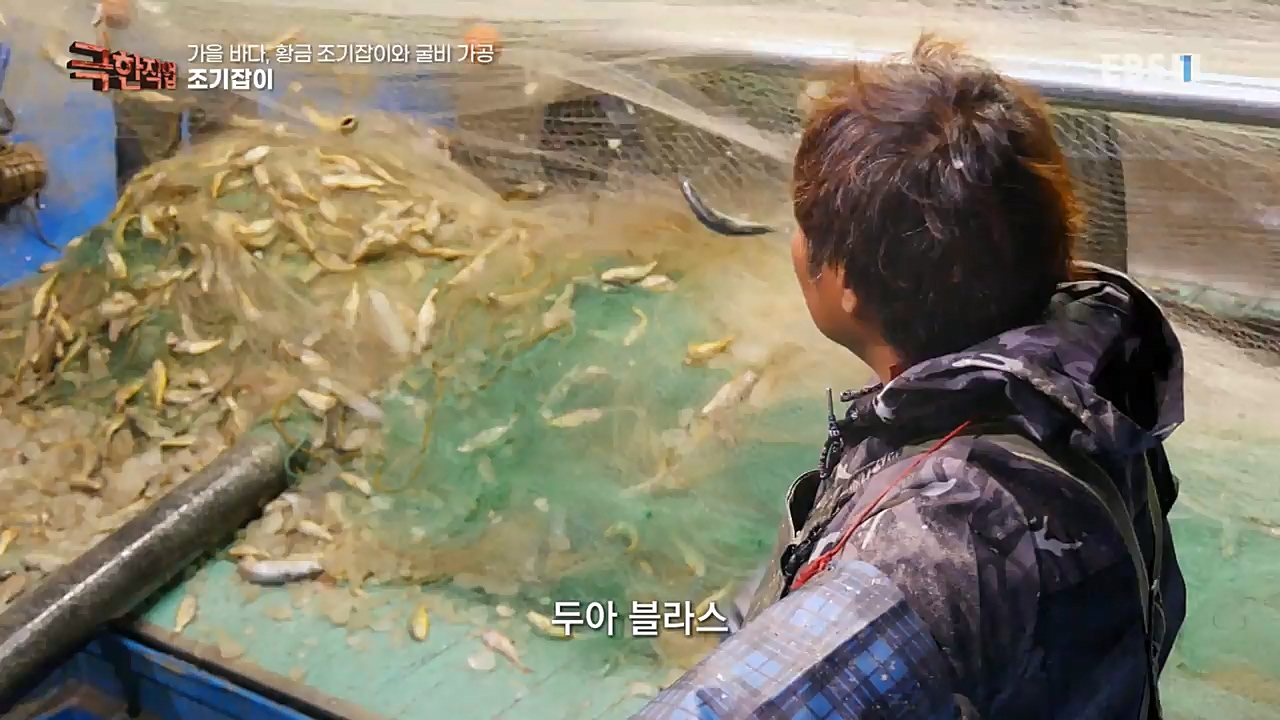 TV - 교육의 중심 EBS가을 바다 황금 조기잡이와 굴비 가공.mp4_20221122_195440.289.jpg