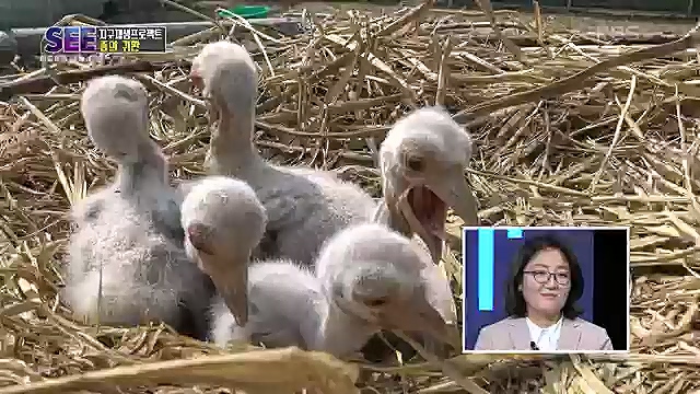 [88회] KBS 네트워크 특선 - KBS지구 재생 프로젝트, 종의 귀환.ts_20230309_201426.999.jpg