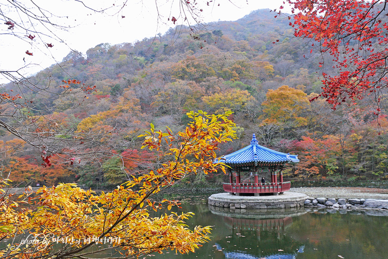 11/5 장산 단풍 절정의 정읍 내장사 10