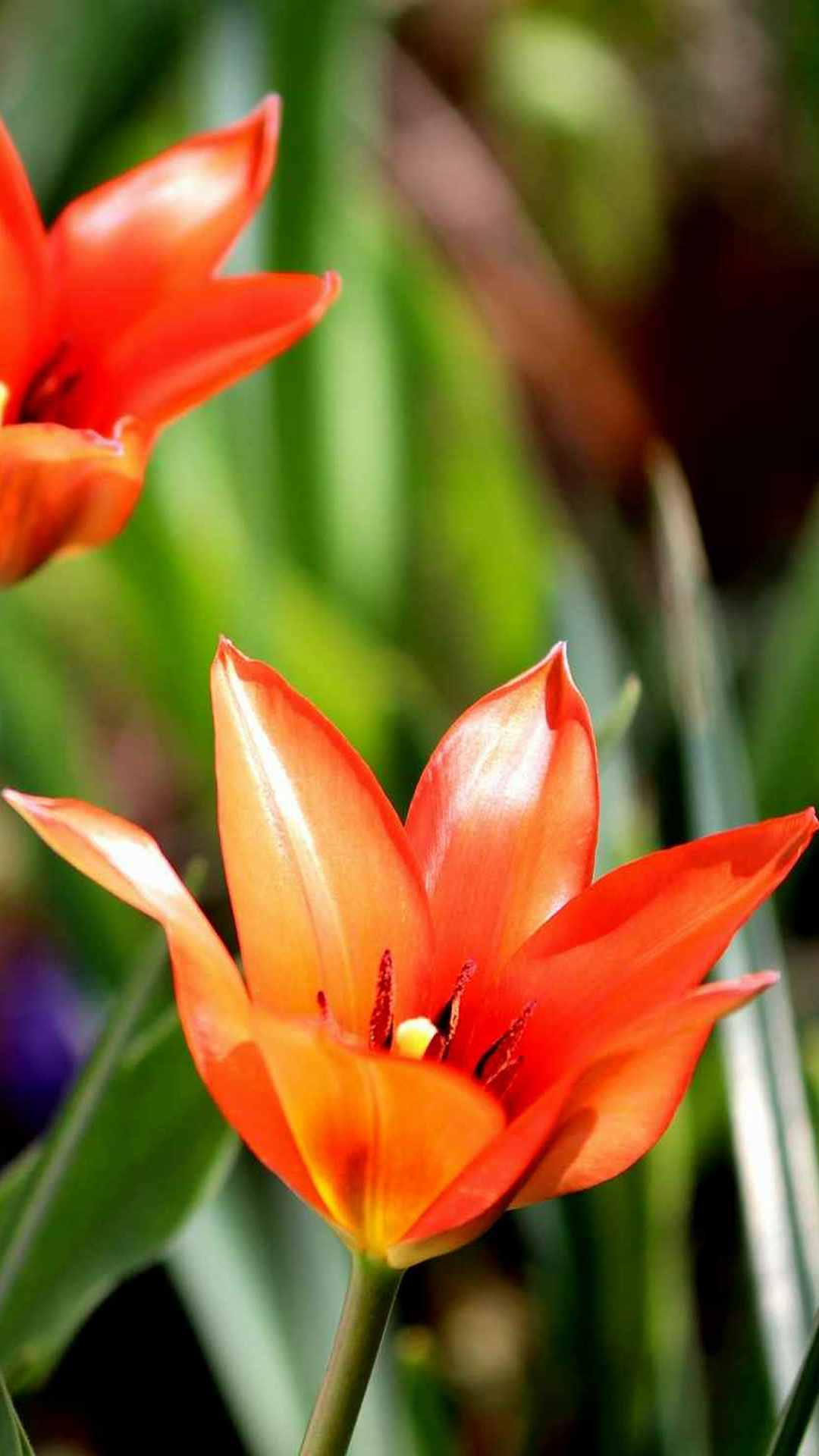 Tulip Flower iPhone Wallpaper