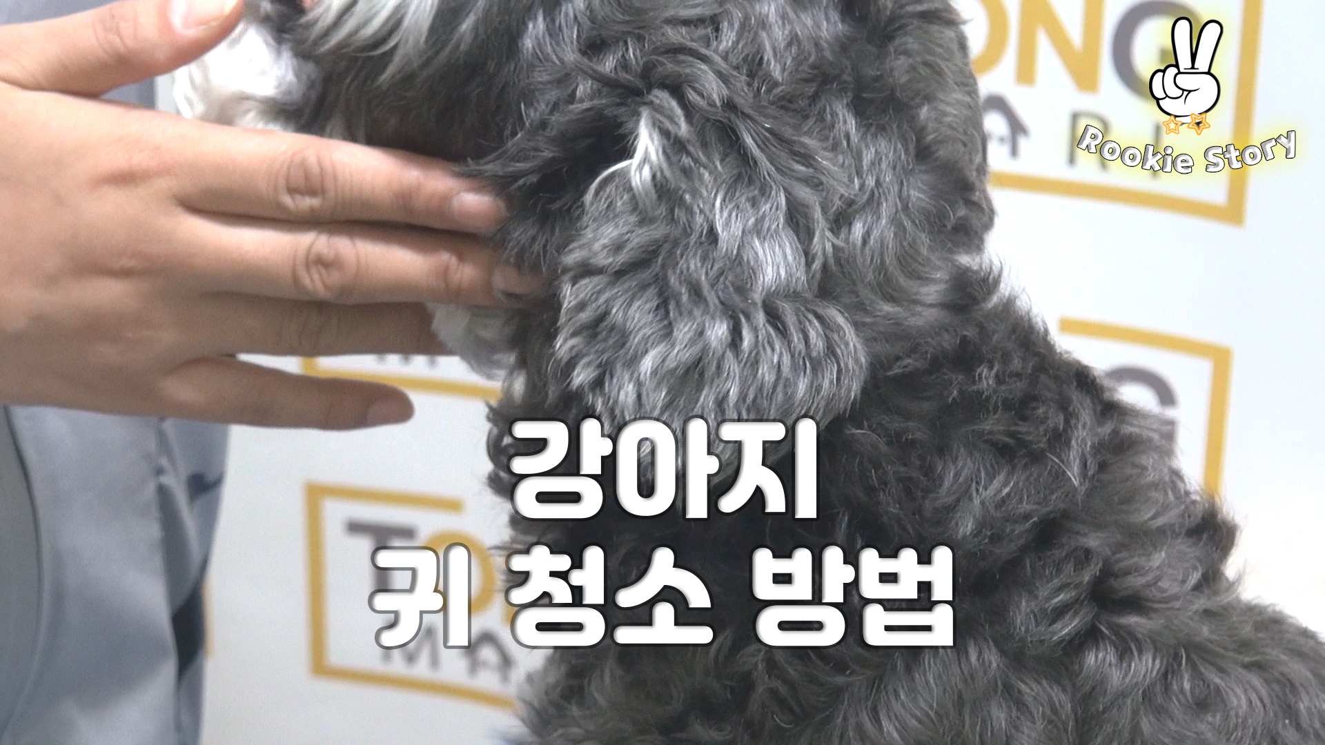  애견 셀프 미용 강아지 귀 청소 방법