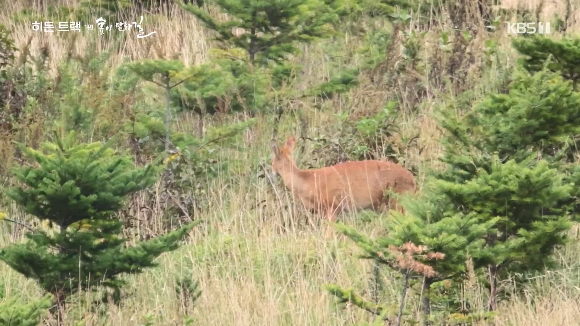 다큐 인사이트.E176.231214p.H264-F1RST.mp4_20231215_205447.562.jpg