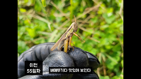 뚜기버거