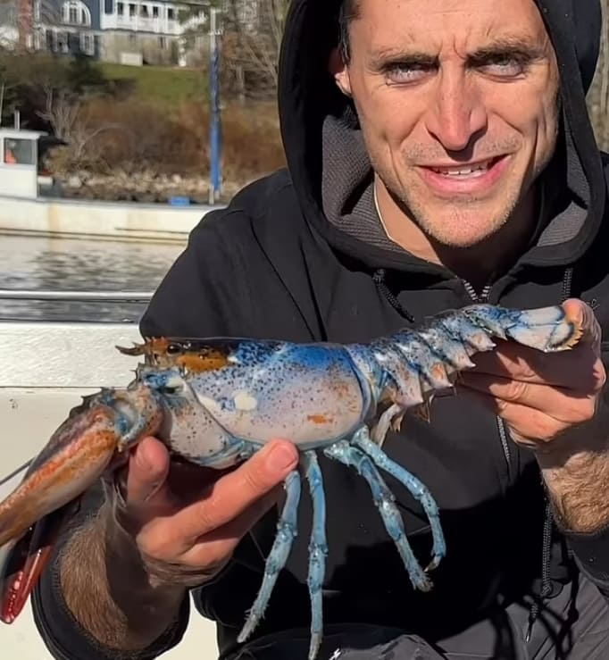 양성에 두가지 색을 가진 희귀 &#39;랍스터&#39; VIDEO: &#39;Trans&#39; Atlantic! Rare lobster named Bowie found in Maine is two sexes and two colors