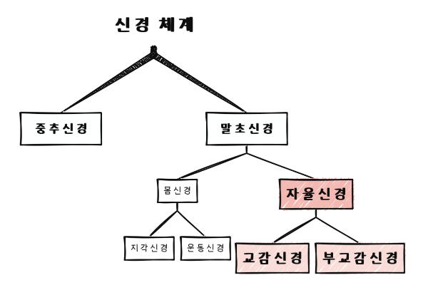 사람의 신경 체계