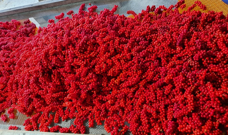 오미자의 오미자(五味子)가 남긴 2021년 9